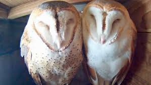 Bird Cams Faq Barn Owl Nest All
