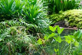 Marginal Bog Assortment Plants Tropical