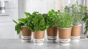Reuse Old Shirts To Grow Kitchen Herbs