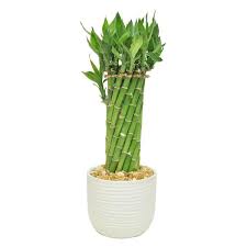 Lucky Bamboo Indoor Plant