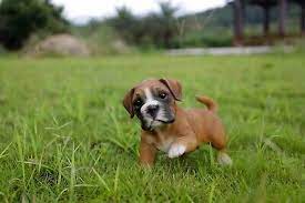 Boxer Dog Playing Small Garden Statue