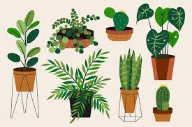 Indoor Plants Vectors Ilrations