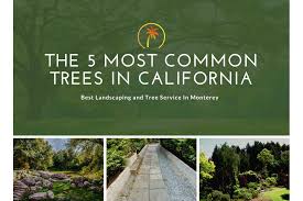 5 Most Common Trees In California
