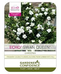 Swan Queen Gardeners Confidence