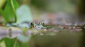 Shy Big Green Frog Hides In Garden Pond