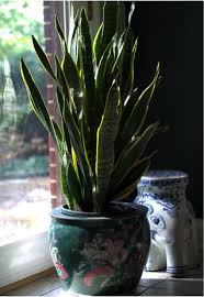 Top 5 Easiest Low Light Houseplants