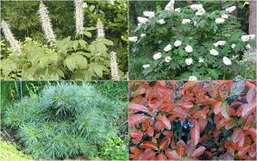 Native Plants For The Maryland Garden