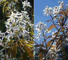 Amelanchier Trees For Uk Small