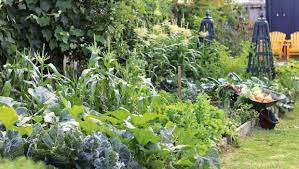 Starting A Vegetable Garden From