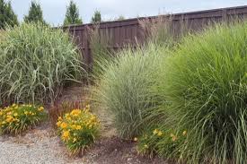 Ornamental Grasses Add Texture And
