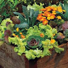 115 Of Our Best Container Gardening Ideas