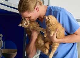 Chewy Vet Care Careers