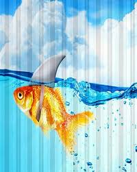 Buy Gold Fish Bath Curtains For Home