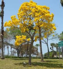 Natural Tubebuia Argentia Yellow Flower