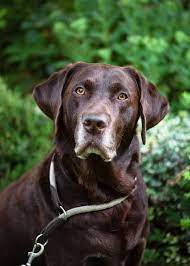 Male Brown Chocolate Labrador Retriever