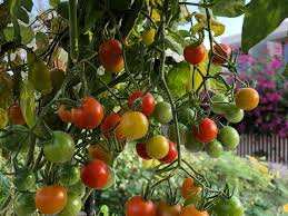 How To Grow A Kitchen Garden In Your