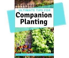 How To Companion Plant In Your Garden