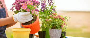 Evergreen Plants For Pots Containers