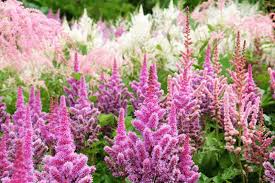 How To Grow Astilbe For Color In The