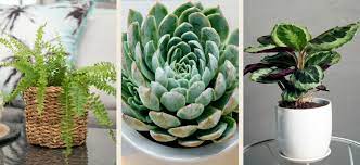 16 Pet Safe Indoor Plants Flower Power