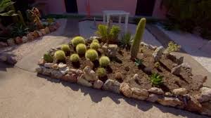Cactus Needles Stock Footage