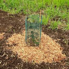 Grow Conifer Evergreen Trees Fast And