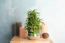 9 Low Light Indoor Plants That Thrive