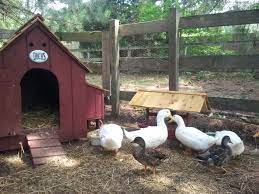 Converting A Dog House For Ducks