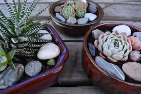 Diy Project Succulent Bowl