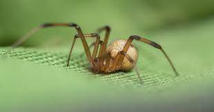 Spiders In Florida Series Brown Widow