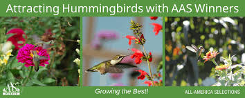 Bring Hummingbirds With Aas Winners