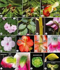 Balsaminaceae An Overview