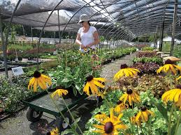 Sun Nurseries Inc Plants Locally
