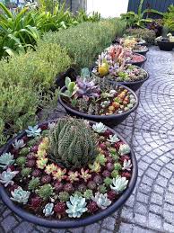 Outdoor Succulent Garden Ideas