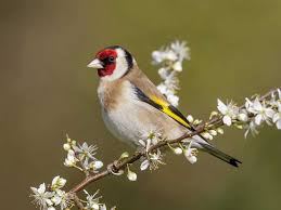 Goldfinches In The Uk