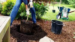 Dig A Better Hole Plants Posts And More