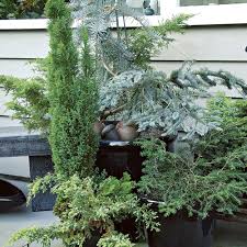 How To Grow Conifers In Containers