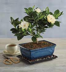Gardenia Bonsai Tree Gift Bonzai