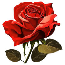 Red Rose Blossom Icon Rose Iconpack