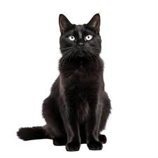 Black Cat Png Transpa Images Free