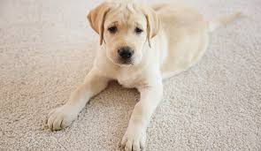 Pet Odor Treatments In Dallas Fort