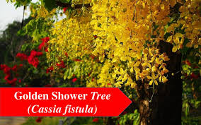 Top 25 Flowering Trees In India