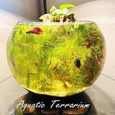 Glass Bubble Fish Bowl Terrarium Vase