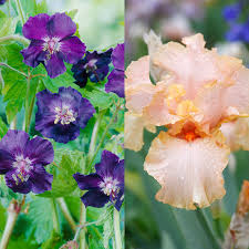 Iris Companion Plants