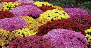Schill S Fall Planting Guide For