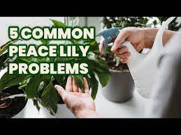 5 Reasons Peace Lily Leaves Turn Brown