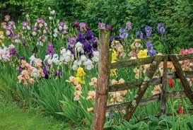 Why Every Garden Needs An Iris And Why