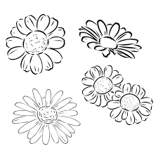 Daisy Flower Line Art Drawing Vector