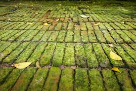 How To Remove Moss From Patios Common