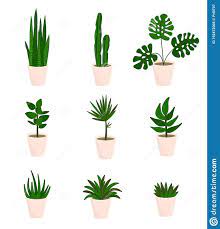 Decorative Houseplants Plants And